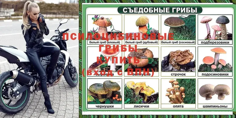 Псилоцибиновые грибы Psilocybe  Хотьково 